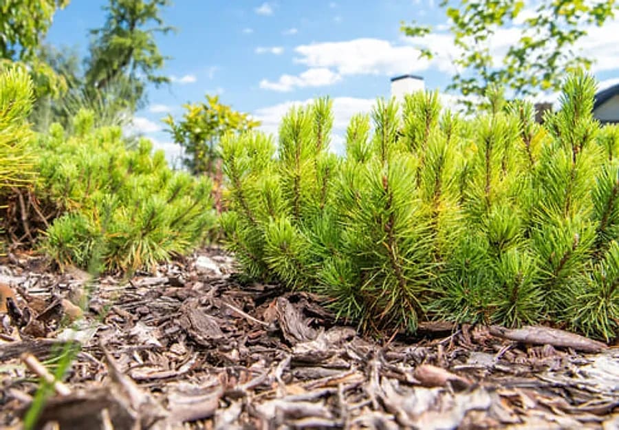 Newly planted shrubs establishing in a fresh mulch bed under blue sky